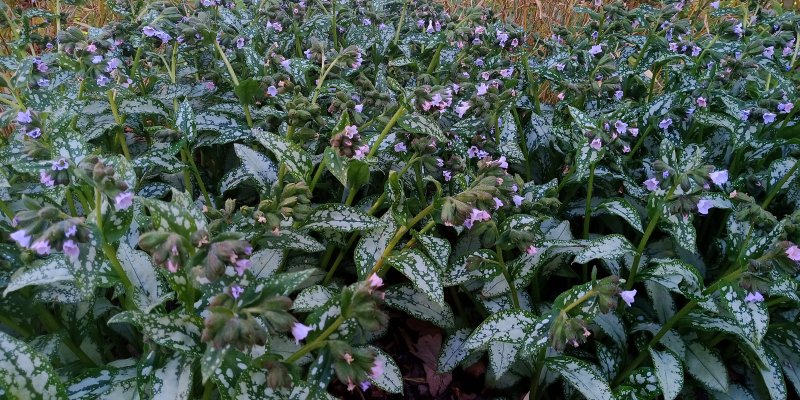 Pulmonaria 'Moonshine' Медуница